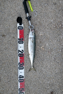 サバの釣果