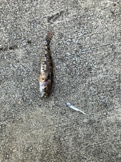 アナハゼの釣果