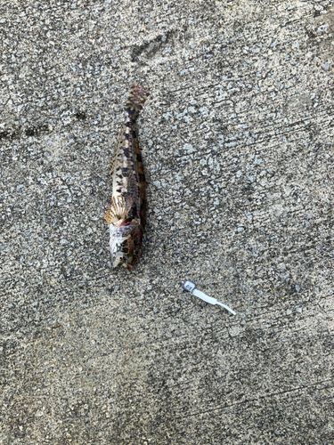アナハゼの釣果
