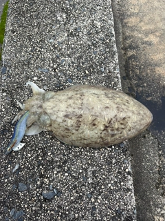 カミナリイカの釣果