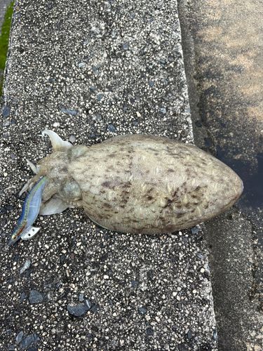 カミナリイカの釣果