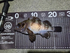 メバルの釣果