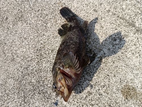 ソイの釣果