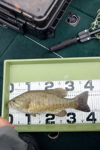 スモールマウスバスの釣果