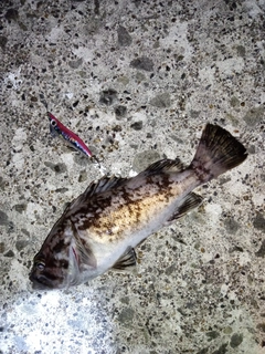 クロソイの釣果