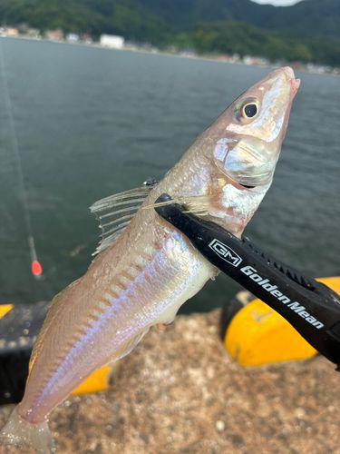 キスの釣果