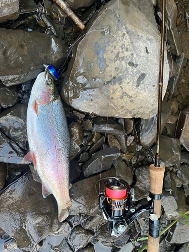 ニジマスの釣果