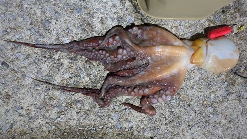 マダコの釣果