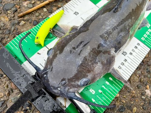アメリカナマズの釣果