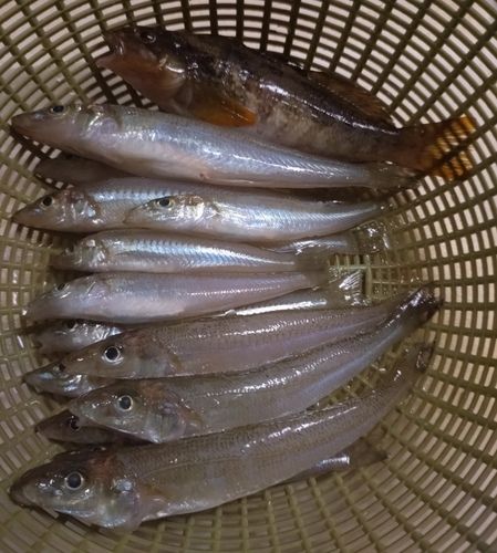 キスの釣果