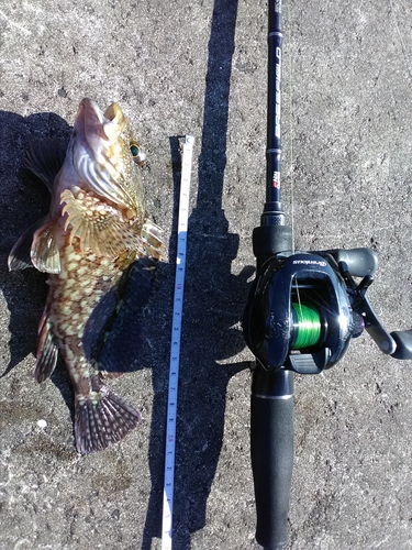 カサゴの釣果