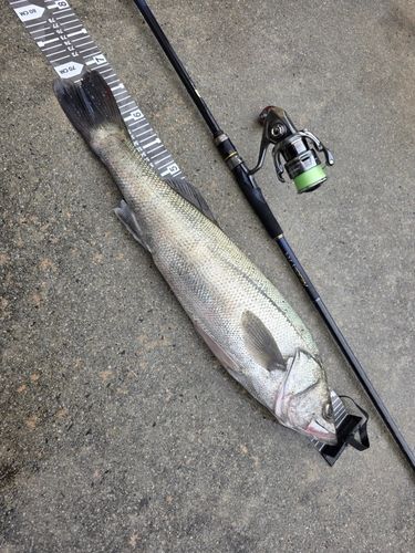 スズキの釣果