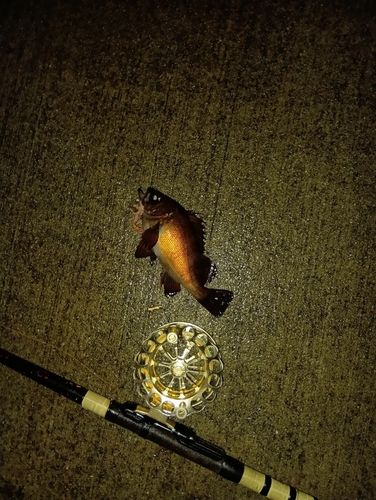 チャリコの釣果
