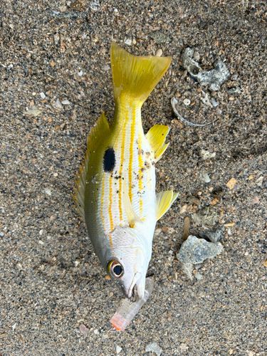 ヤマトビーの釣果