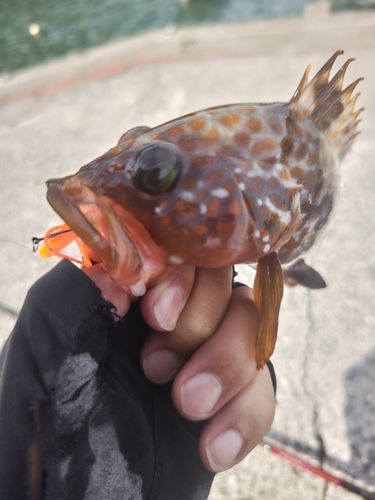 キジハタの釣果