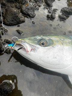 ワラサの釣果