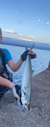サゴシの釣果