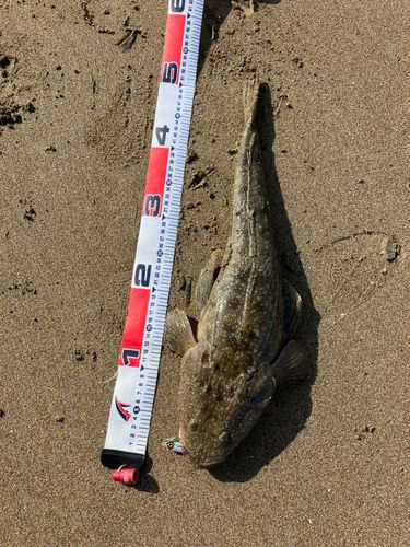 コチの釣果