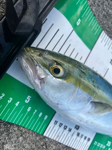 フクラギの釣果