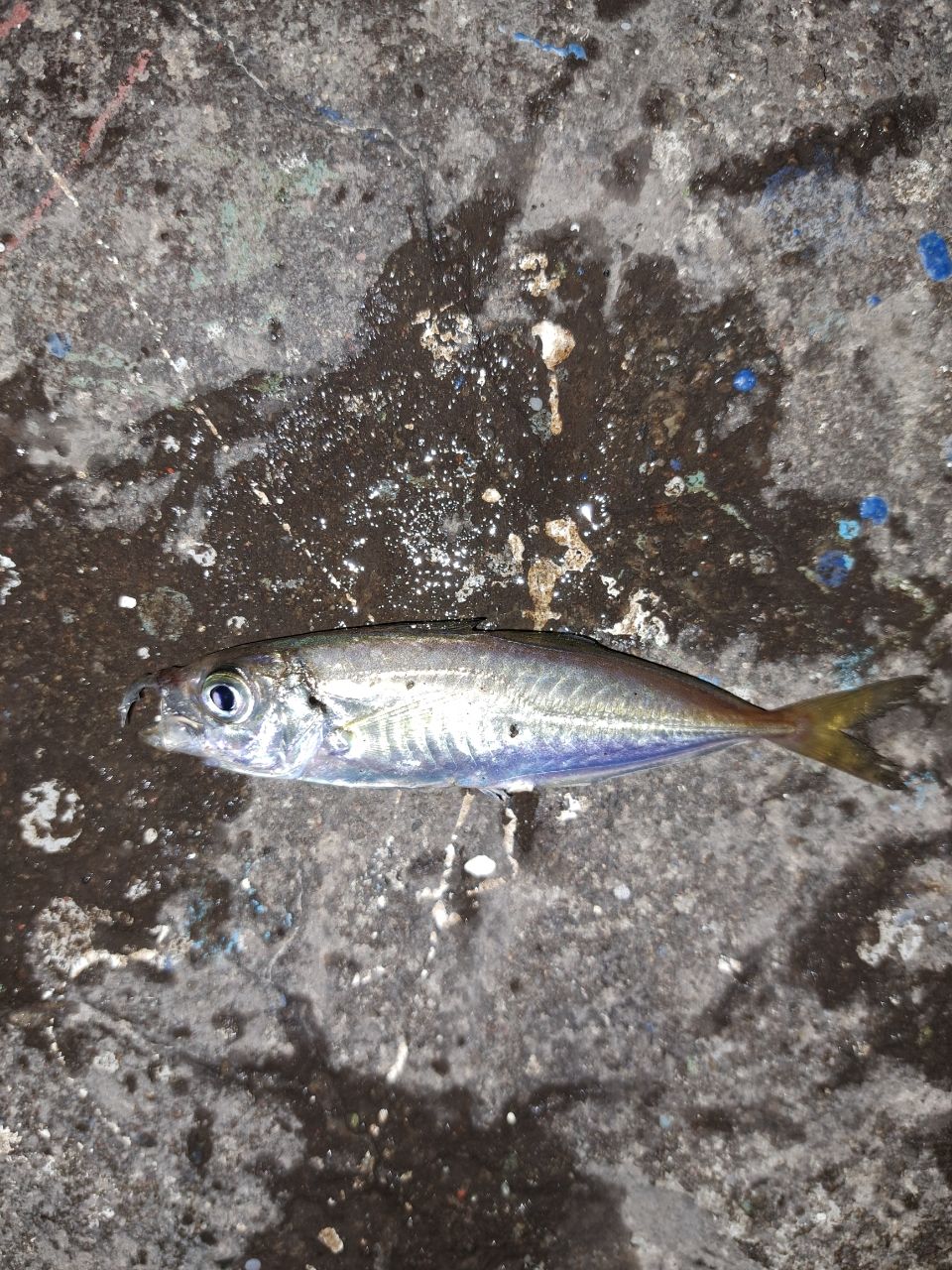 アジ・サバの釣果写真
