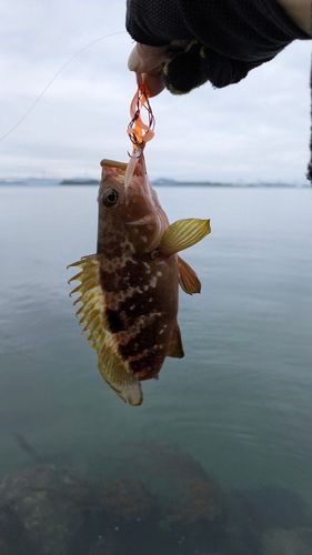 アコウの釣果