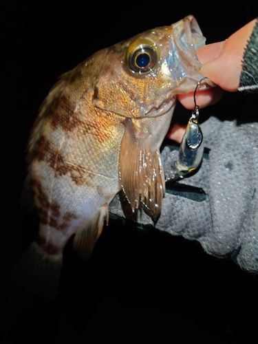 メバルの釣果