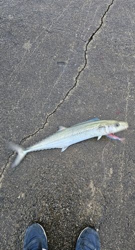 サワラの釣果