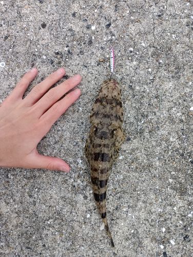 コチの釣果