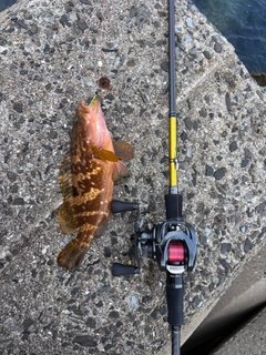 キジハタの釣果