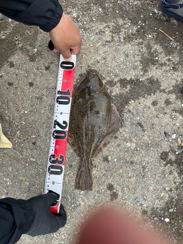 クロガシラガレイの釣果