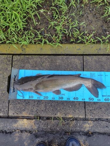 アメリカナマズの釣果