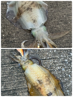 アオリイカの釣果