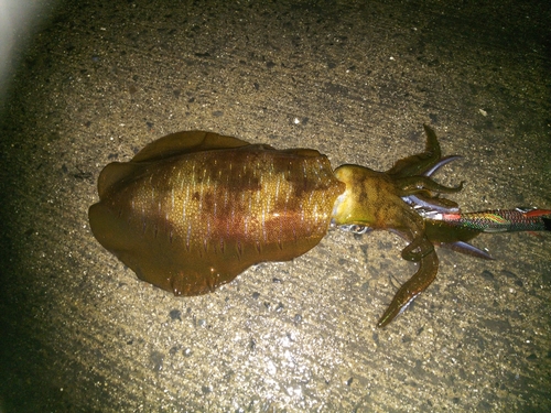 アオリイカの釣果