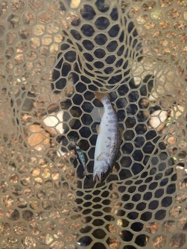 ヤマメの釣果