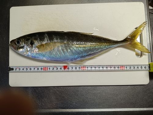 九頭竜川河口で釣れたアジの釣り・釣果情報 - アングラーズ | 釣果600
