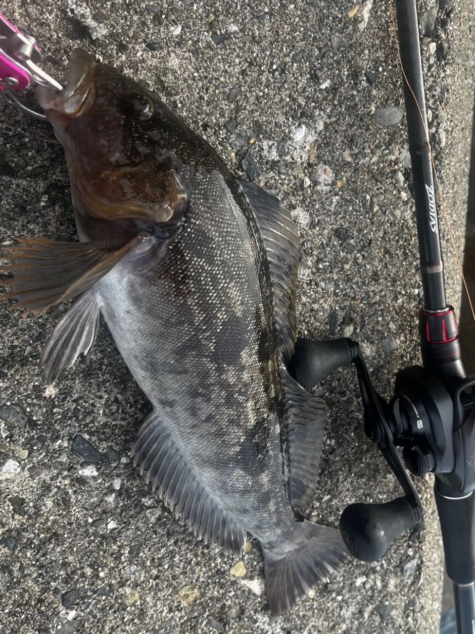 SHIMANO 20ゾディアス 270MH-2の最安値・インプレ・釣果 | 本音の