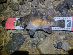 メバルの釣果
