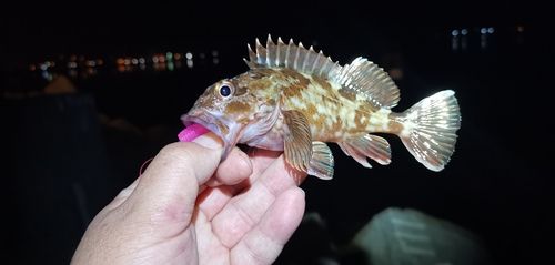 ガシラの釣果