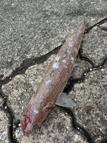 エソの釣果