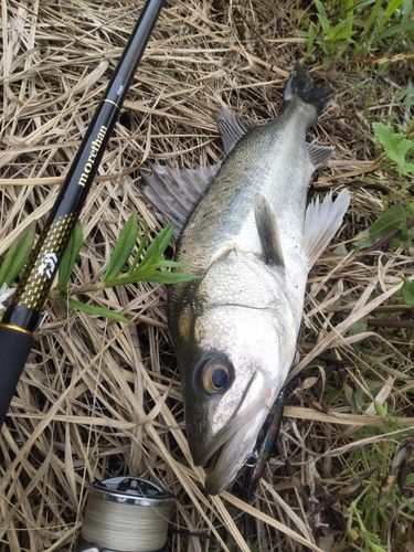 釣果