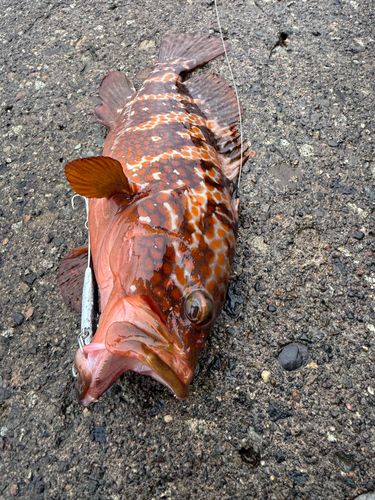アコウの釣果