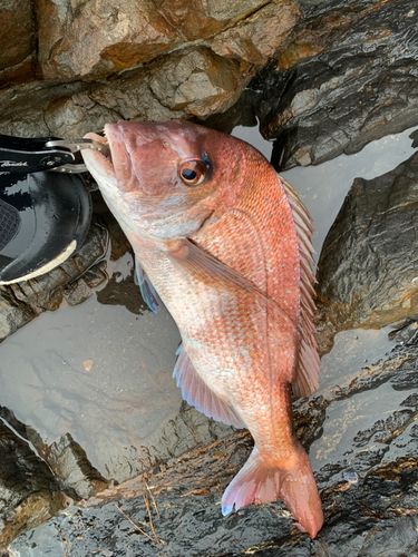 タイの釣果