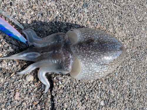 シリヤケイカの釣果
