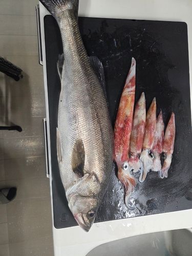 マルスズキの釣果