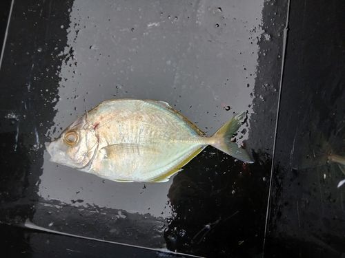 カイワリの釣果