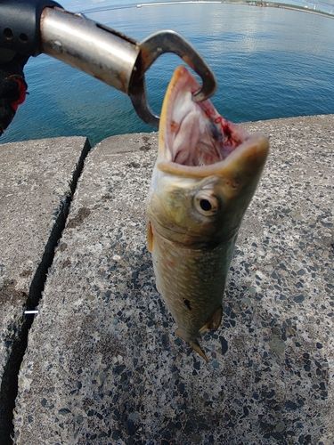 アメマスの釣果