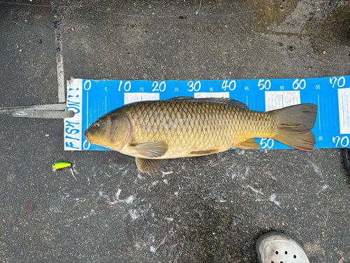 コイの釣果