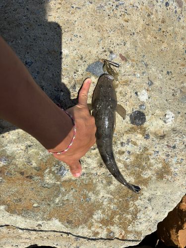 コチの釣果