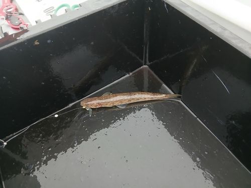 エソの釣果