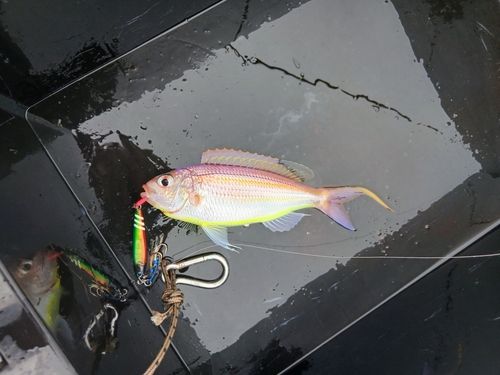 イトヨリダイの釣果